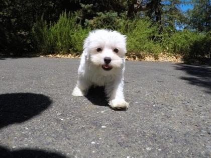Sch in Welpen Bichon Maltes fir Adoptioun