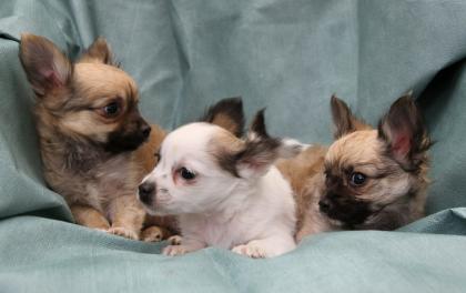 Chihuahua Welpen Langhaar
