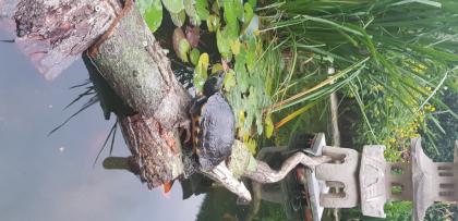 Nehme Ihre Schmuckschildkröte auf