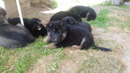 Deutsche Schäferhundwelpen