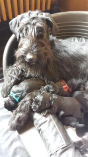 Ab dem 1. 9. 2021 suchen die Welpen eine neue, tierliebe Familie