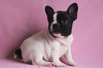 Französische bulldogge für ein gutes Zuhause