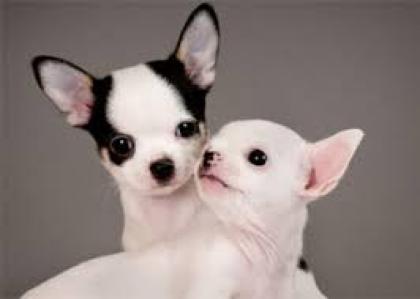 Gesunde Chihuahua Welpen zur Annahme