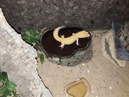 Terrarien mit leopardgecko und zubehör