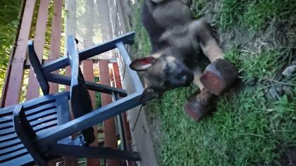 Schäferhundwelpen