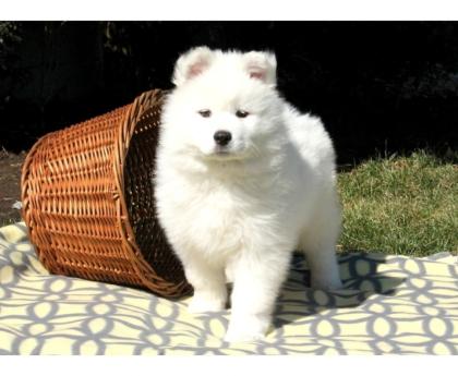 Süßer gesunder Samoyed Welpen