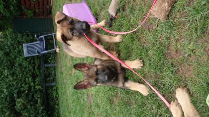 Schäferhundwelpen aus Kör-und Leistungszucht