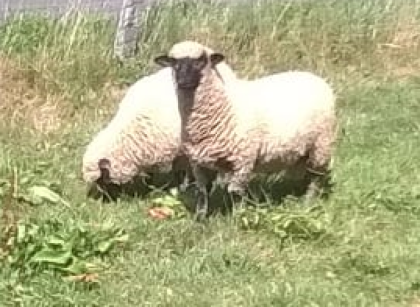 Shropshire - Lammweibchen zu verkaufen
