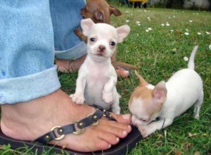 CHIHUAHUA-Welpen, Rüden Hündinnen, mit Ahnentafel