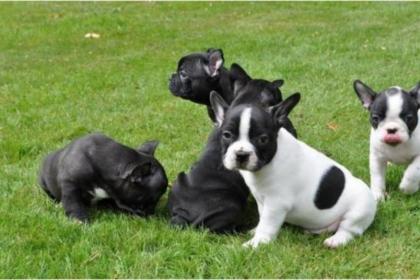 Französischer Bulldoggen Rüde Bounty mit Pap.
