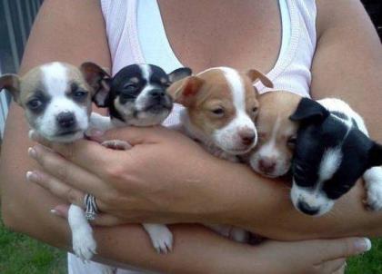 Bischon Gechipt Babys Chihuahua Typvolle Welpen Reinrassige