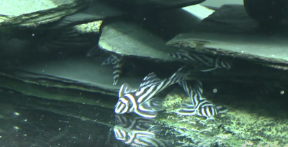 Gute Qualität L046 Zebra Pleco.