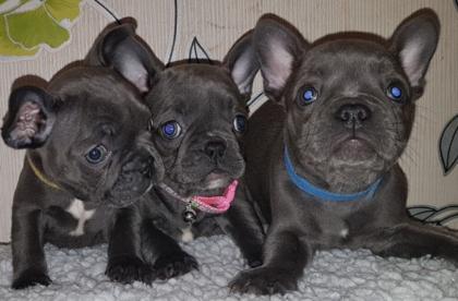 Super Süßer kleiner Französische Bulldogge Rüde Braun/Schwarz