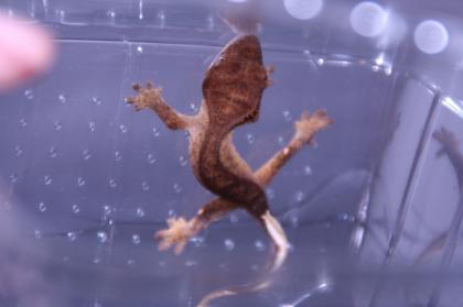 0. 0. 1 Kronengecko Correlophus ciliatus