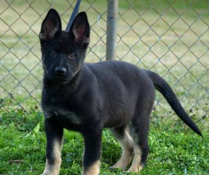 Super süße Deutscher Schäferhund Welpen