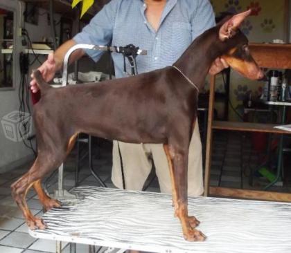 Süße Dobermann welpen