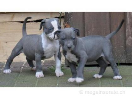 American pit-bull Blue-Line Welpen