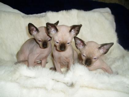 Edelfarbige Don Sphynx Kitten nur noch 1 frei