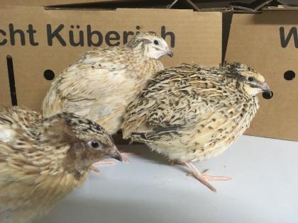 Legewachteln, Mastwachteln, Wachtel, Wachteln - Lieferung möglich