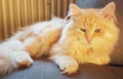 Sibirische Katzenkinder