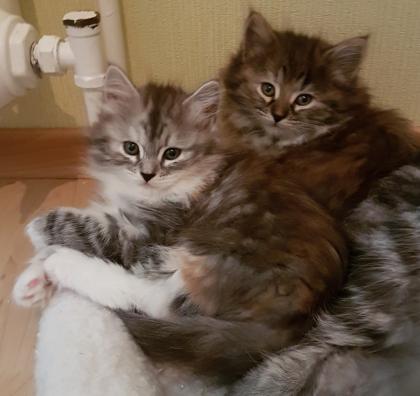 Sibirische Katzenkinder von Sibirientaigas