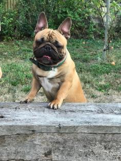 Französische Bulldogge Rüde red fawn 1 Jahr