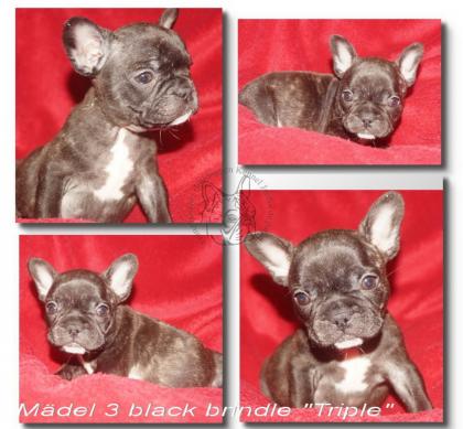 Französische Bulldoggen Babys suchen noch eine liebe Familie