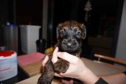 Briard Welpen Rüden suchen ab Mitte Februar ein neues Zuhause