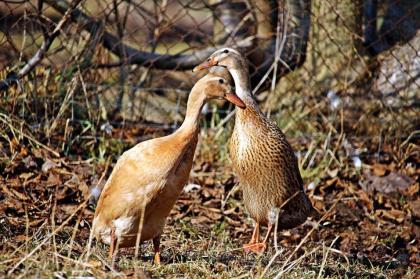 20 Indische Laufenten abzugeben, geimpft entwurmt weiblich