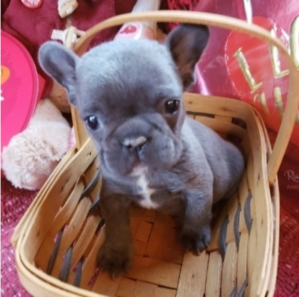 Französische Bulldogge Welpen Blue Schoko, Blue Viele