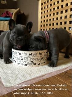 Französische Bulldogge Blue Welpen