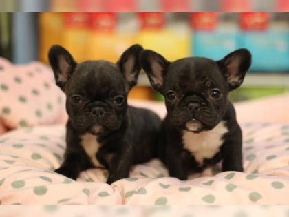 Super Süßer kleiner Französische Bulldogge Rüde Braun/Schwarz