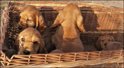 Cocker Spaniel Welpe rotbraun