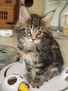 Maine Coon aus der Zentralschweiz