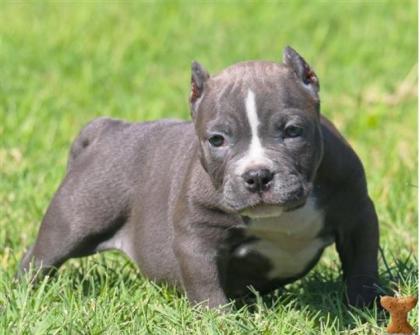 American Pit Bull Terrier Welpen mit ADBA Papieren