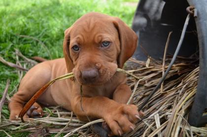 Reinrassige Magyar Vizsla Welpen mit Papieren