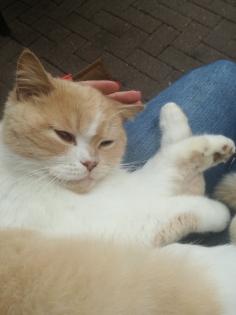 Verschmuster Kater sucht ein Zuhause