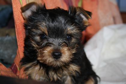 Yorkshire Terrier Welpe, Rüde, abzugeben