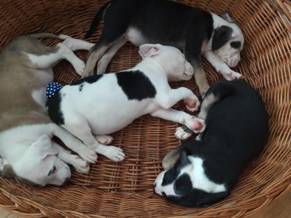 Cane corso/doggen Mix welpen