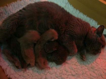 Reinrassige wunderschöne BKH Kitten suchen ein neues Zuhause