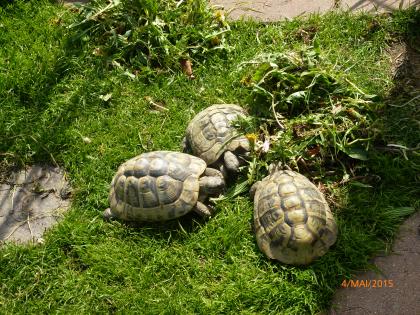 Griechische Landschildkröte