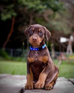 Super liebende Dobermann-Welpen