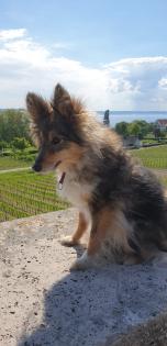 Suche einen Deckrüde