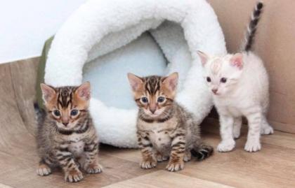 Reinrassige Bengal - Katzen mit Ahnentafel