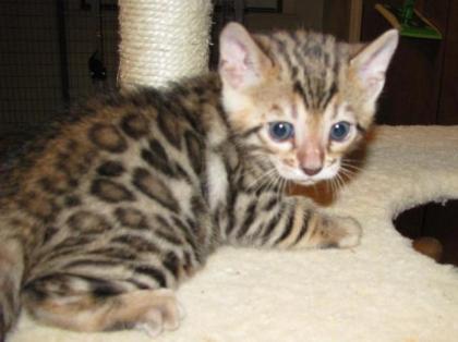 Fantastico Gift Bengal Kittens