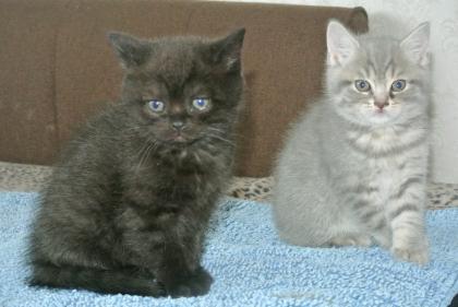 Britisch Kurzhaar. Kätzchen, katzenbabys, babys, Rassekitten, Kitten, Katzen z