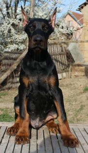 Dobermann Welpen Kupiert
