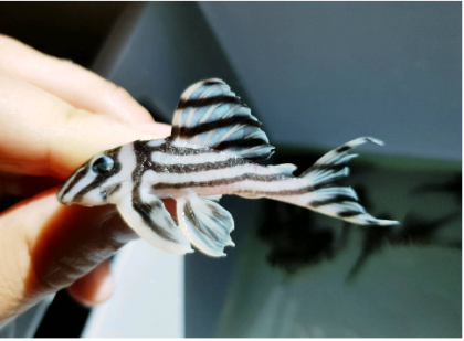 Hypancistrus Zebra L46
