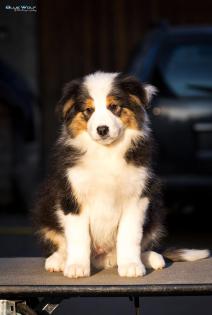 Schöne Border collie welpen bereit zu neuen Häusern