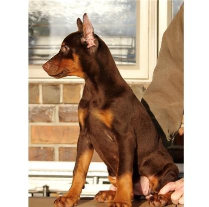Schöne reinrassige Dobermannwelpen